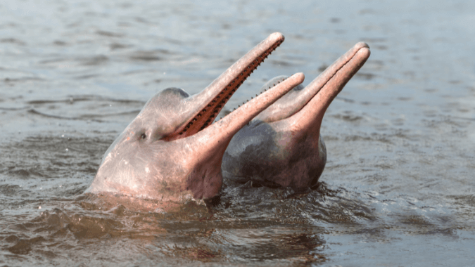 Encounter with Pink River Dolphins on the Rio Negro, Manaus