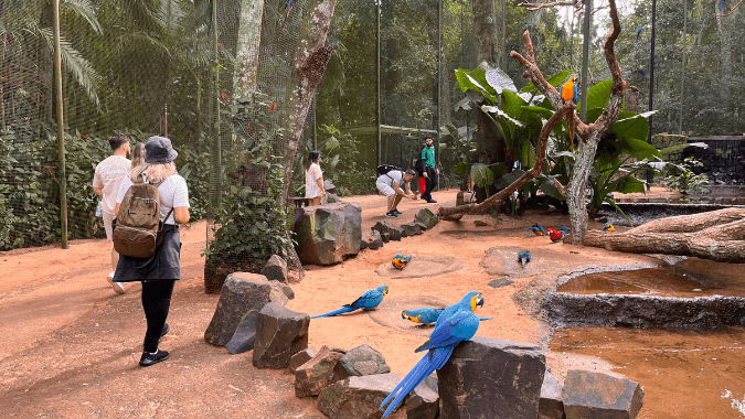 Parc des Oiseaux près des chutes d’Iguazú : expérience nature idéale en famille à Foz do Iguaçu.