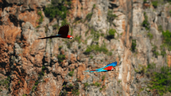 Tour Buraco das Araras en Bonito: cráter natural y guacamayos rojos Tour Buraco das Araras en Bonito: cráter natural y guacamayos rojos