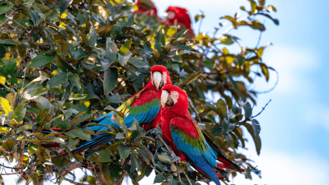 Caminata ecológica en el Buraco das Araras, excursión imperdible en Bonito Caminata ecológica en el Buraco das Araras, excursión imperdible en Bonito