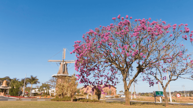 Centro de Holambra: casas de estilo holandés y jardines de tulipanes