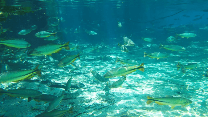 Colorful fish in Rio da Prata during snorkeling tour in Bonito Colorful fish in Rio da Prata during snorkeling tour in Bonito
